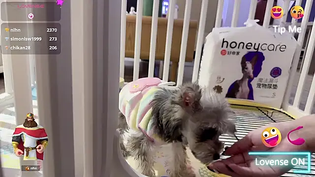 Bunny Tutu online show from 01.18.25