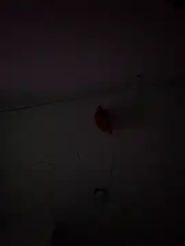 Carolinen online show from 02.03.25