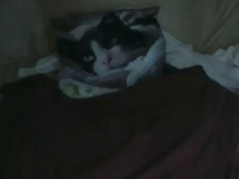 VeneRed online show from 10.02.25