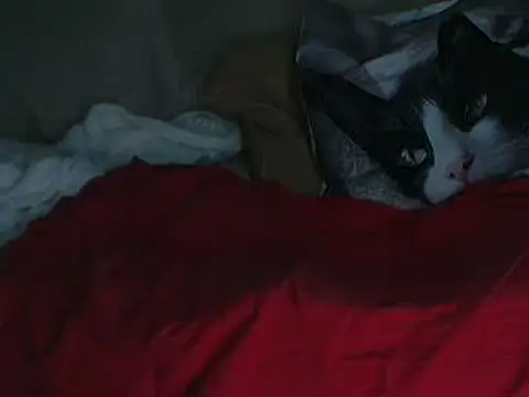 VeneRed online show from 10.11.25