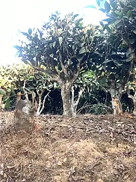 ShroveRising online show from 01.17.26