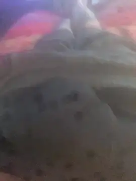 solomec online show from 09.25.25