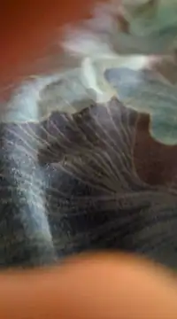 Snapshot of WelshXXX chatting on 01.20.25 WelshXXX online show from 01.20.25