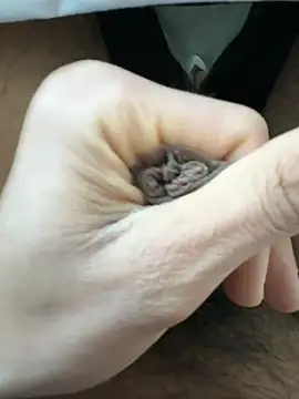 raju120011 online show from 02.26.25