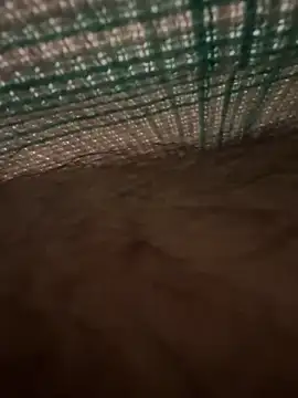 studdboyy online show from 12.17.25