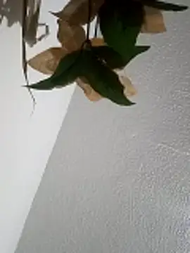 Naomy veracruz  online show from 04.11.26