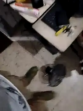 Snapshot of alejo5288 chatting on 11.08.25 alejo5288 online show from 11.08.25