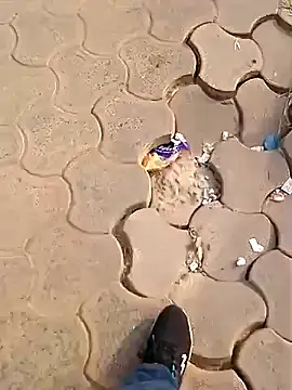 Raj41 online show from 12.02.25