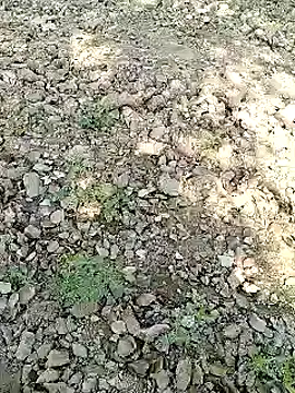 xmanrawan2 online show from 01.31.25