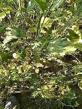 xmanrawan2 online show from 02.05.25