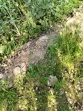 xmanrawan2 online show from 02.17.25