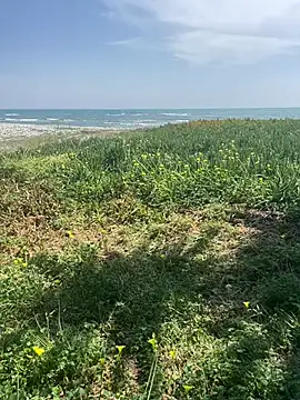 Snapshot of Smallcoco26 chatting on 03.07.25 Smallcoco26 online show from 03.07.25