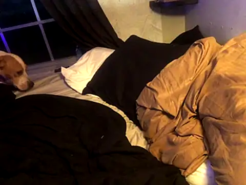 lilthicky352 online show from 12.01.25