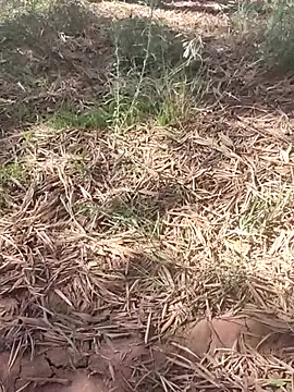 Snapshot of sonotutto chatting on 10.10.25 sonotutto online show from 10.10.25