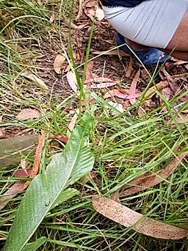 maxvergo online show from 04.15.26