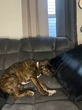 StableQuakers online show from 03.12.26