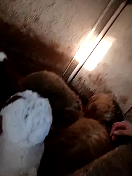 Snapshot of ezgi2545 chatting on 02.20.26 ezgi2545 online show from 02.20.26