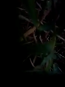 Snapshot of dolphiinn chatting on 02.01.26 dolphiinn online show from 02.01.26