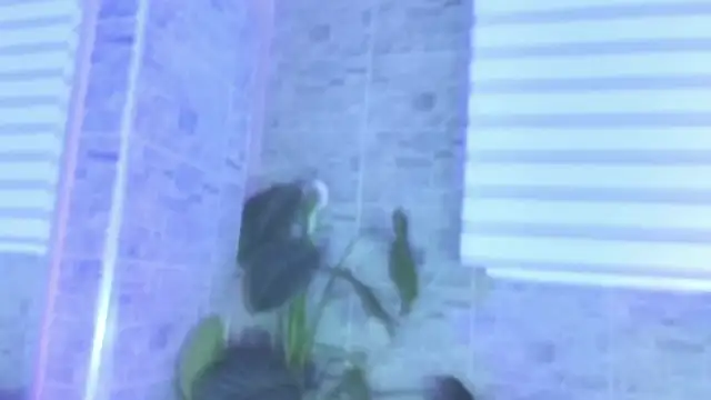 Snapshot of SophiaBloss chatting on 11.22.25 SophiaBloss online show from 11.22.25