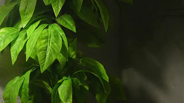 WaiMarxen online show from 09.19.25