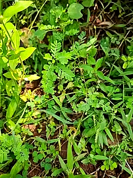 telugumodda4396 online show from 09.21.25