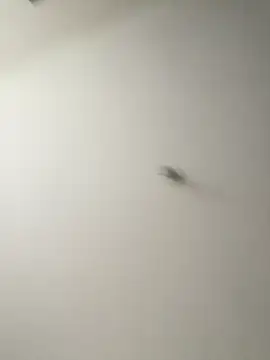 Dania Oconor online show from 01.06.26