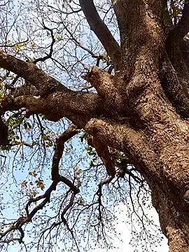 Rs sonam online show from 04.04.26