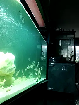 Snapshot of kata_77 chatting on 10.04.25 kata 77 online show from 10.04.25