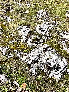 Sert erkek21 ysm online show from 03.30.26