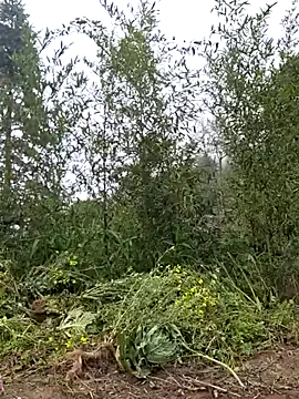 Snapshot of miomio-12 chatting on 03.25.26 miomio-12 online show from 03.25.26