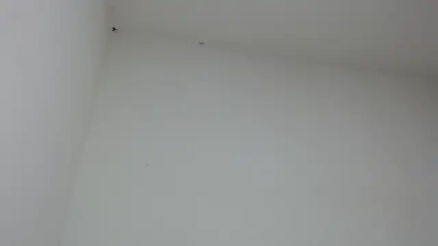 drako monster online show from 01.31.26