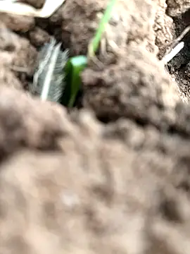 DirtybhabhiGoal online show from 11.22.25