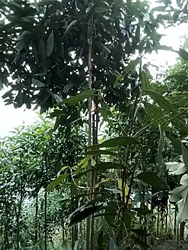 nat-tri online show from 01.14.26