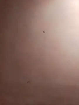 TuFlapito online show from 11.16.25