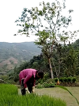 Noelle-e online show from 04.11.26