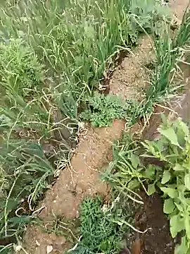 devil boy 0909 online show from 04.19.26