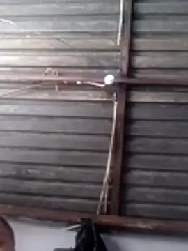 Teddypuer online show from 11.14.25