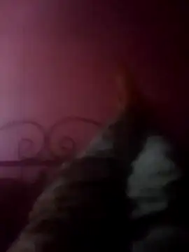 Narwindruners online show from 11.03.25