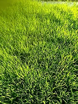 blonde blg online show from 04.12.26