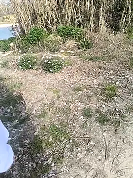 marchigiana online show from 02.26.26