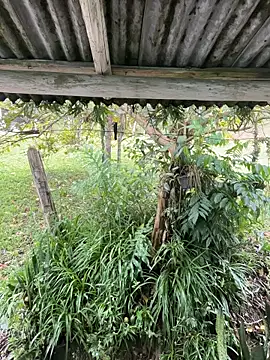 Monahliza online show from 03.12.26