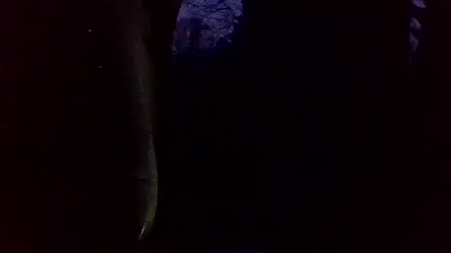 dickencidr online show from 03.19.26