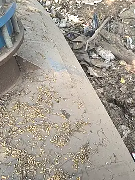 Snapshot of Playboy_pune_ chatting on 11.26.25 Playboy pune online show from 11.26.25