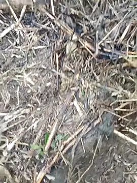 Pampirara online show from 03.21.26