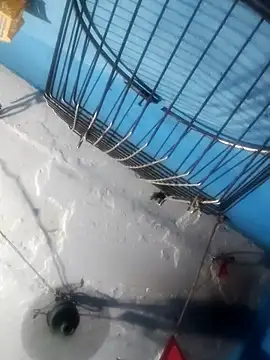 Akanksha soni online show from 04.13.26