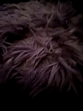 LilithAngle online show from 01.11.26