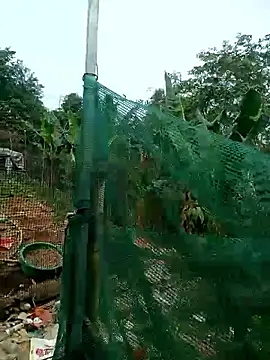 congchua977 online show from 03.02.26