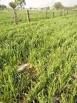 Snapshot of hornycouple20000 chatting on 01.09.26 hornycouple20000 online show from 01.09.26