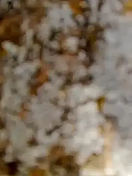 GanaderoMorboso online show from 02.15.26