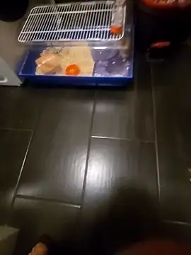 81czacha8107 online show from 03.27.26